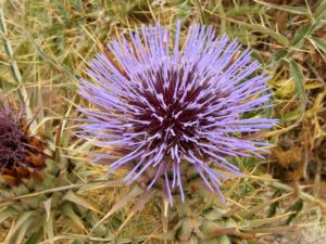 Flower in Malta